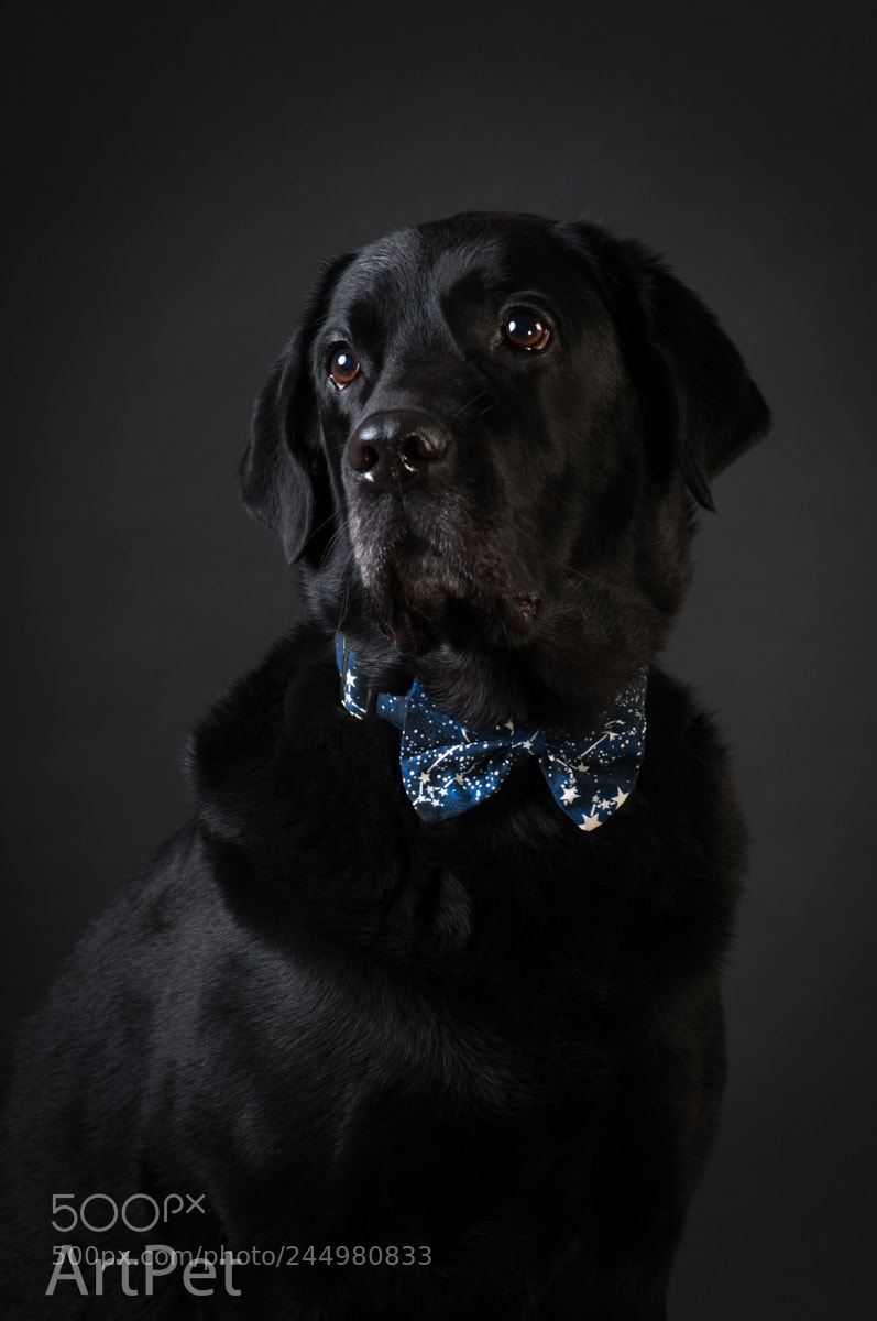 Nikon D300 sample photo. Labrador black on black photography
