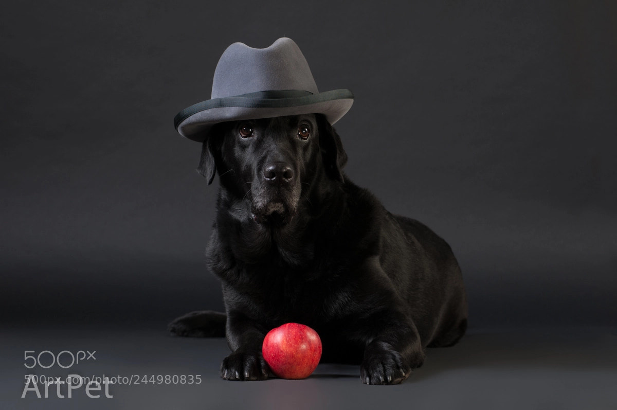 Nikon D300 sample photo. Labrador black on black photography