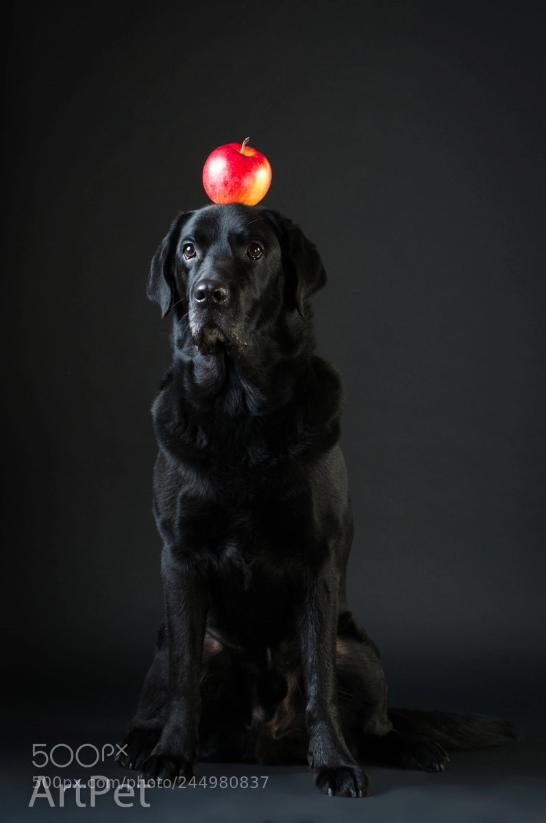 Nikon D300 sample photo. Labrador black on black photography