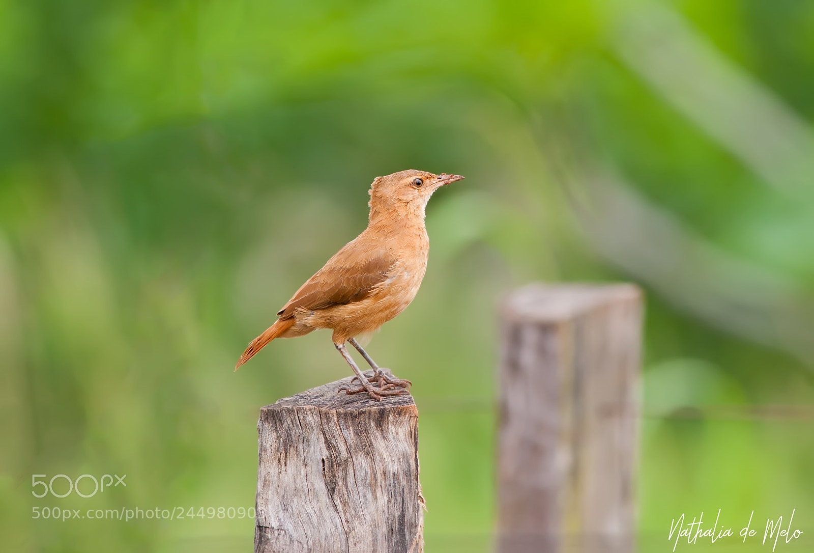 Canon EOS-1D Mark III sample photo. Jo o-de-barro furnarius rufus photography