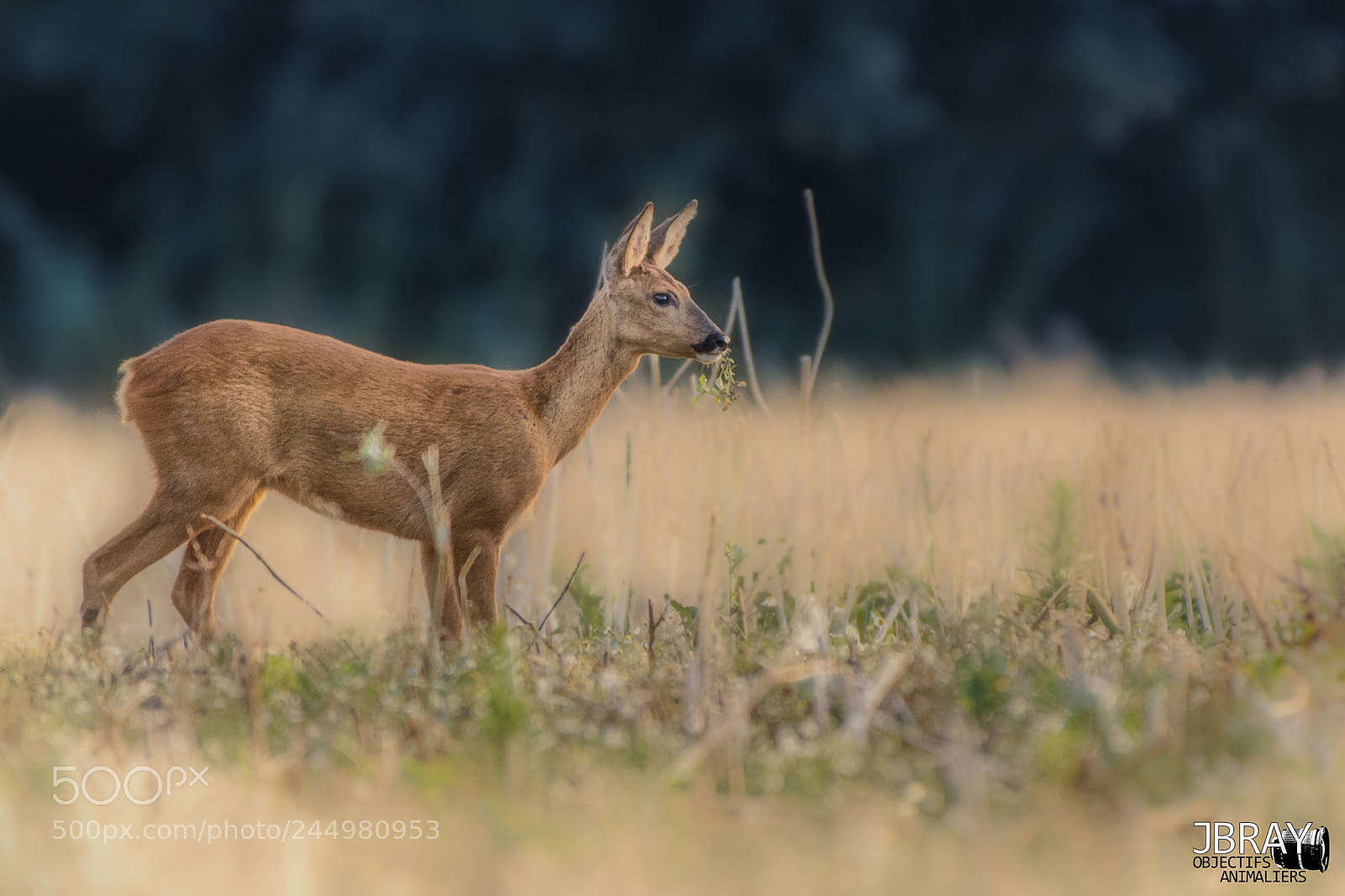 Nikon D7200 sample photo. Roe deer photography