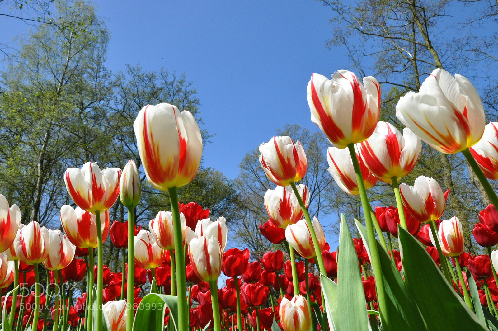 Nikon D90 sample photo. Tulips @ springtime photography