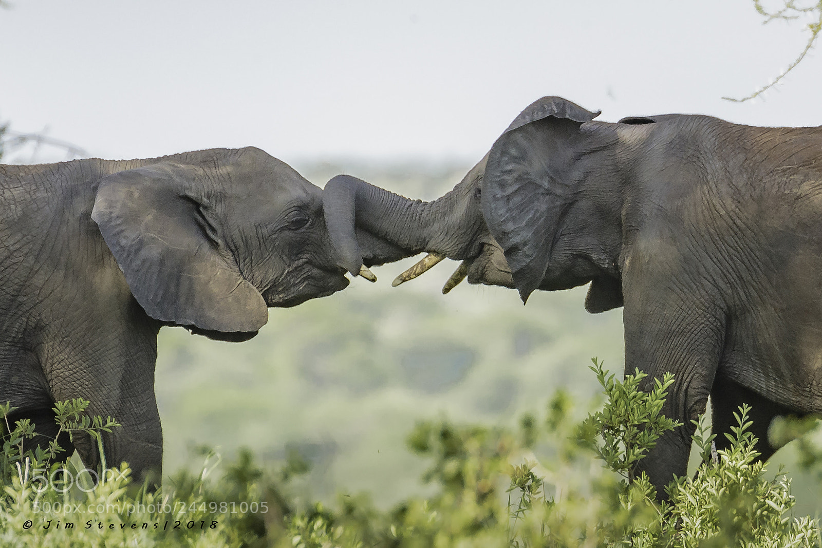 Canon EOS-1D X sample photo. Elephant friends greeting each photography