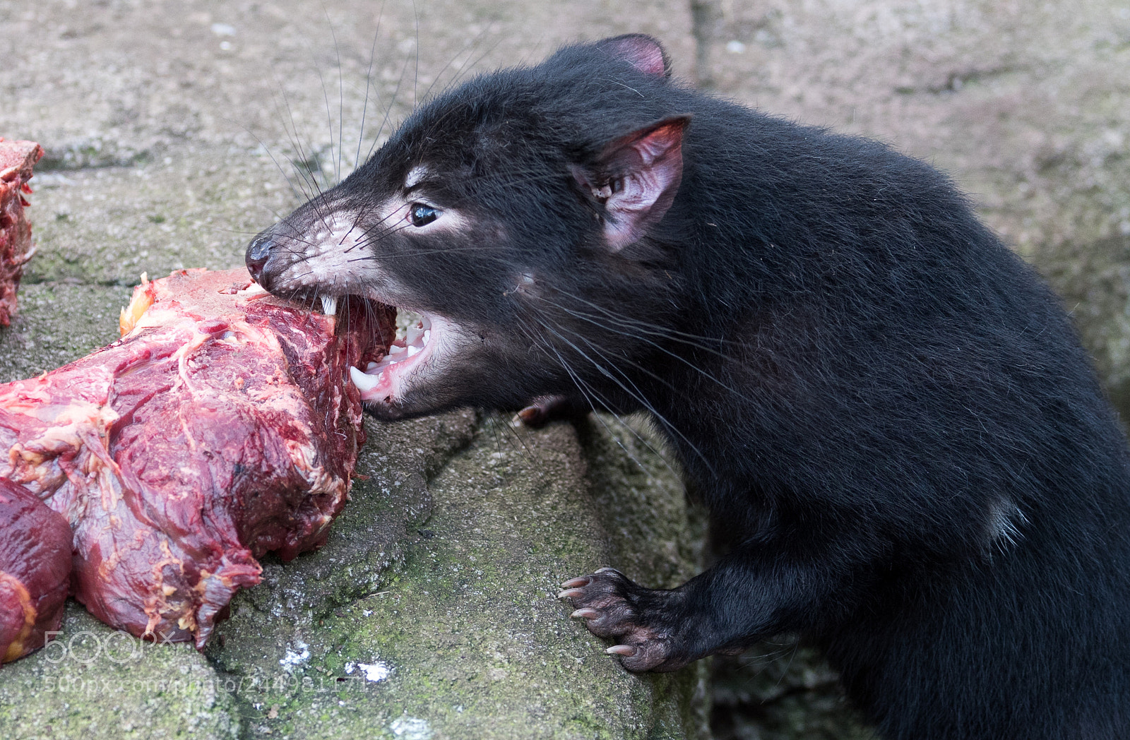 Nikon D810 sample photo. Meat... photography
