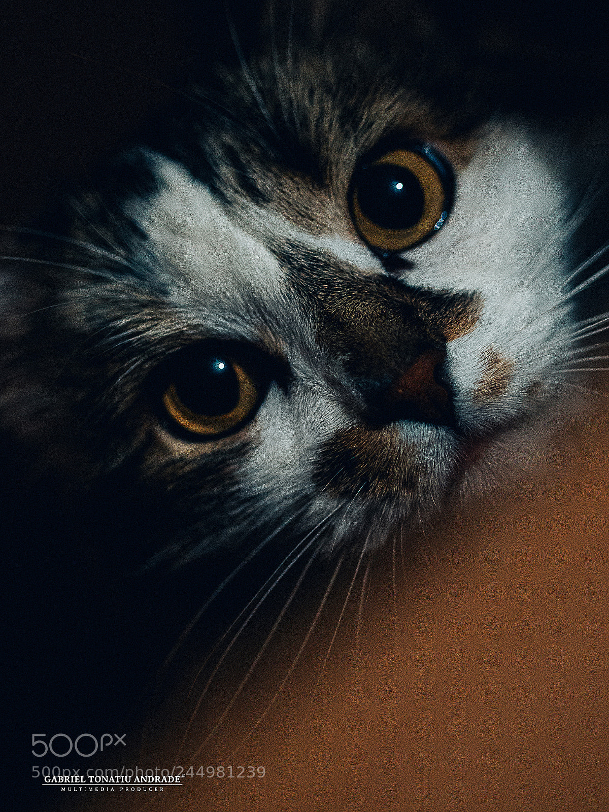 Panasonic Lumix DMC-G7 sample photo. Mimo photography