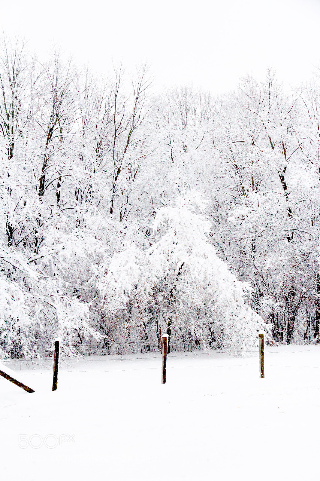 Canon EOS 60D sample photo. Hoarfrost photography