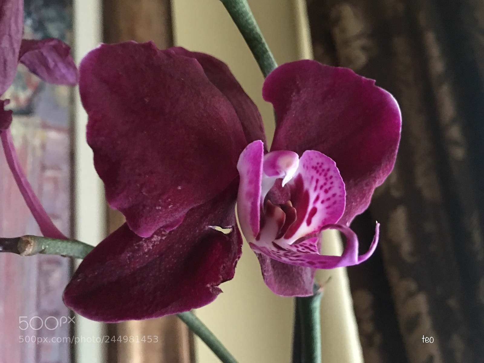Apple iPhone 6s Plus sample photo. Phalaenopsis photography