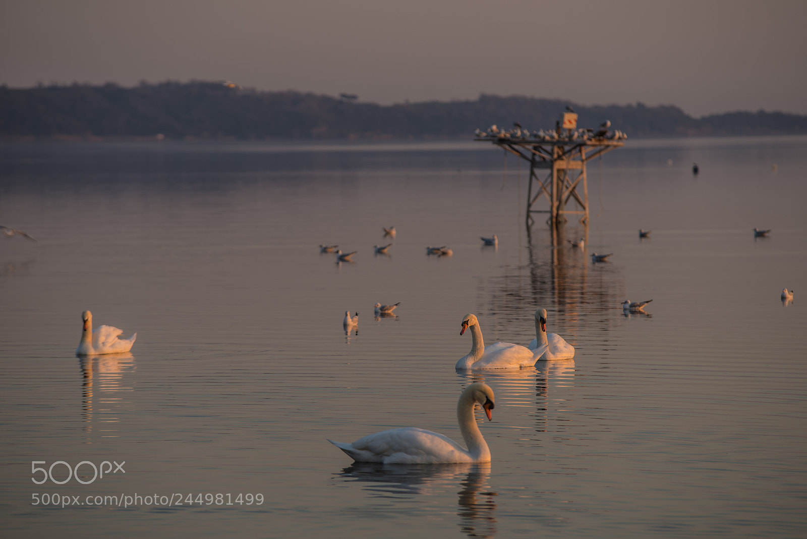 Nikon D610 sample photo. Il lago dei cigni photography