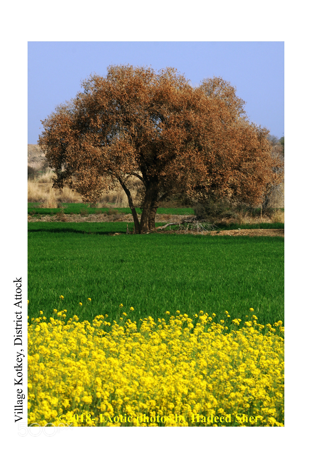Canon EOS 500D (EOS Rebel T1i / EOS Kiss X3) sample photo. Colors of punjab photography