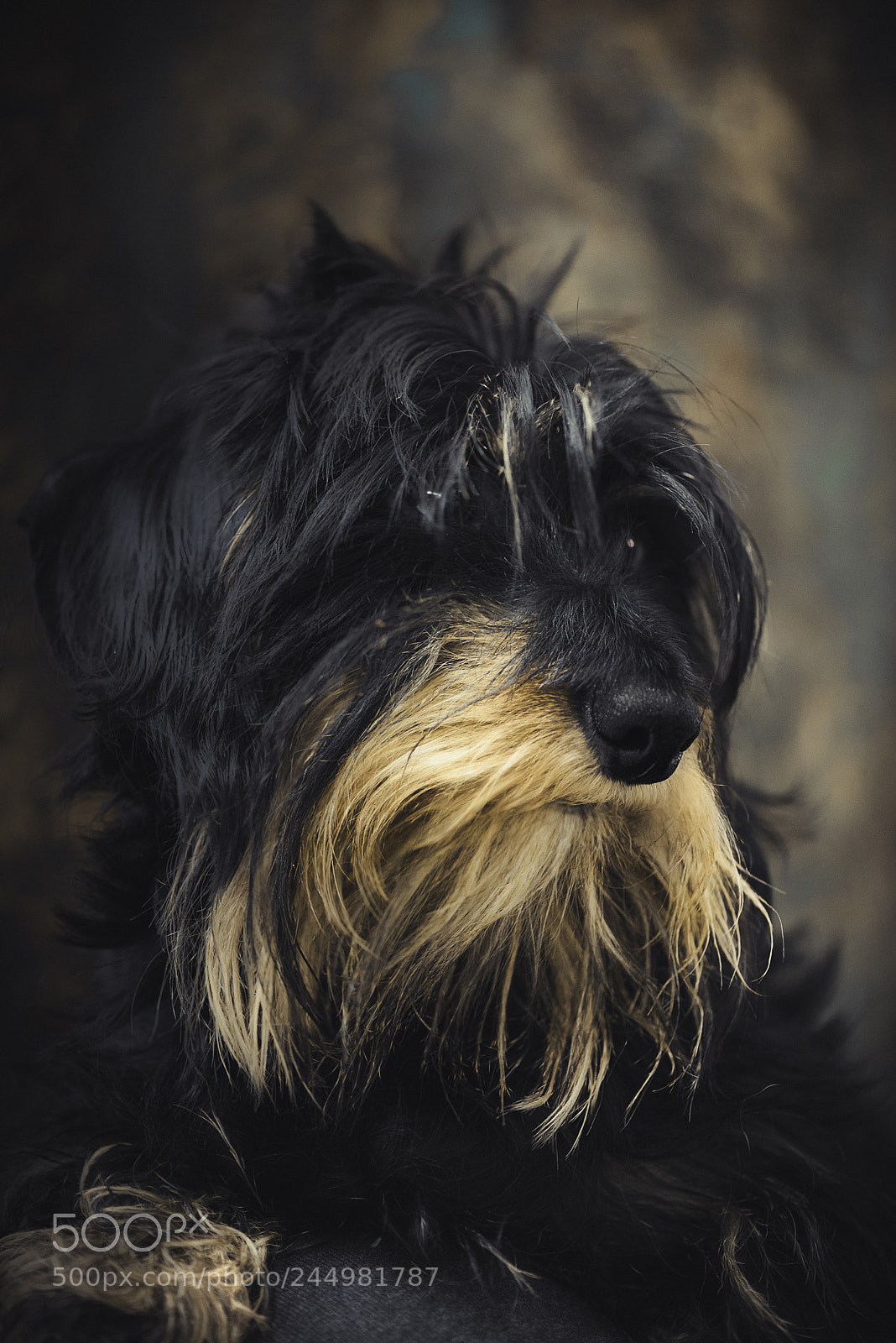 Nikon D600 sample photo. Bad hair day photography