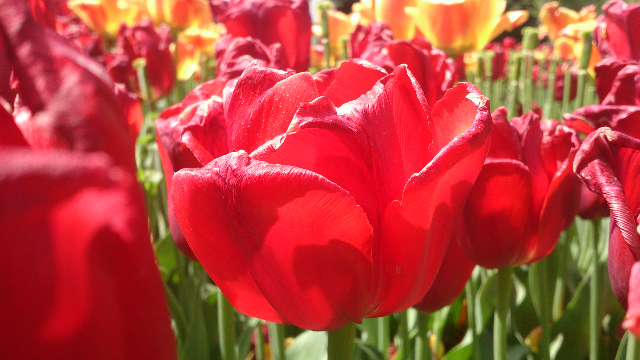 Sony Xperia Z sample photo. Lotus photography