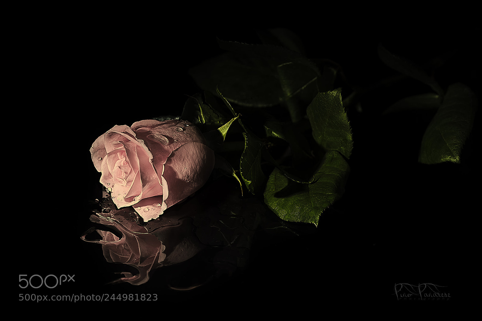 Nikon D810 sample photo. Your rose... and time. photography