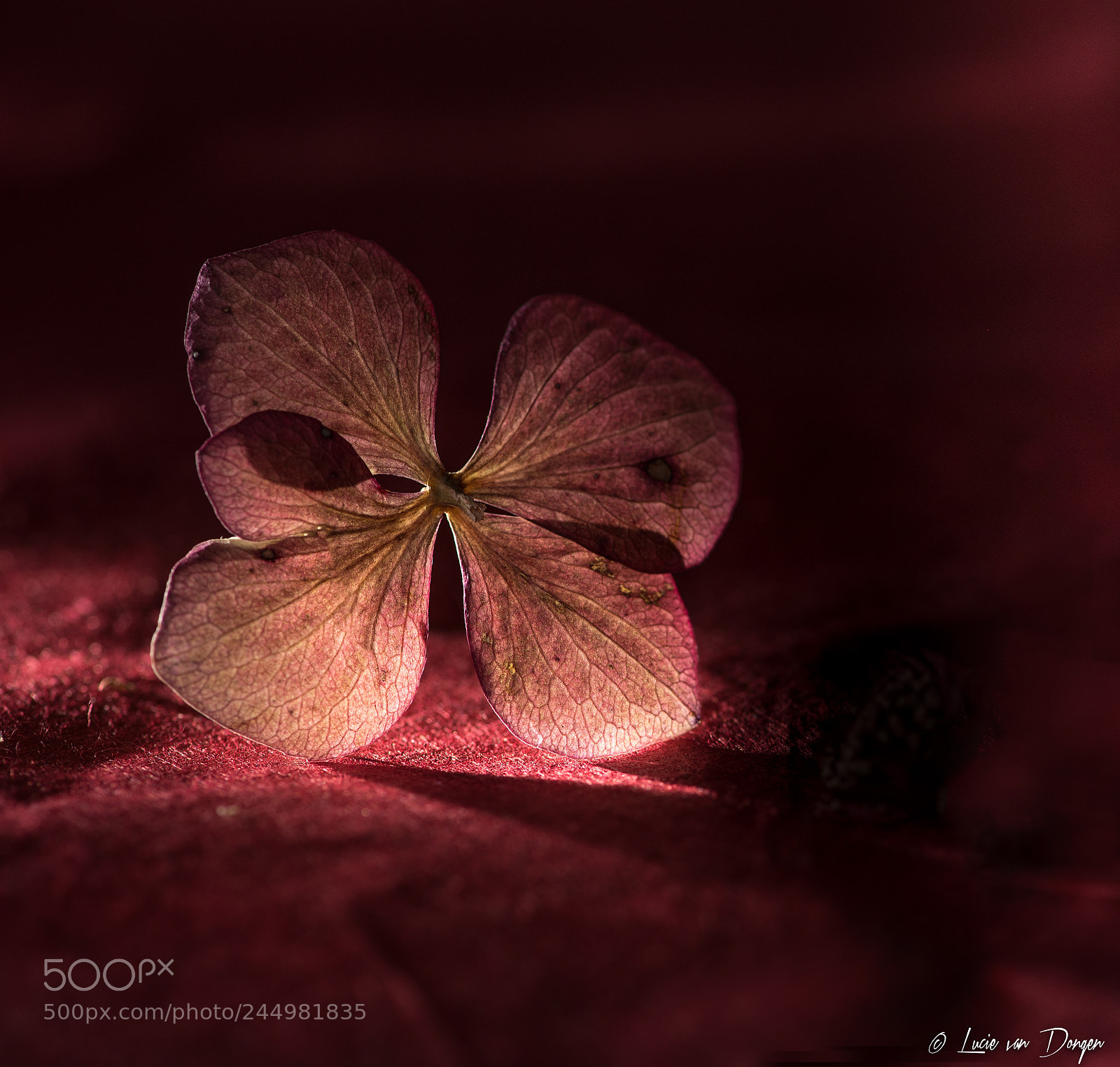 Nikon D610 sample photo. Hydrangea photography