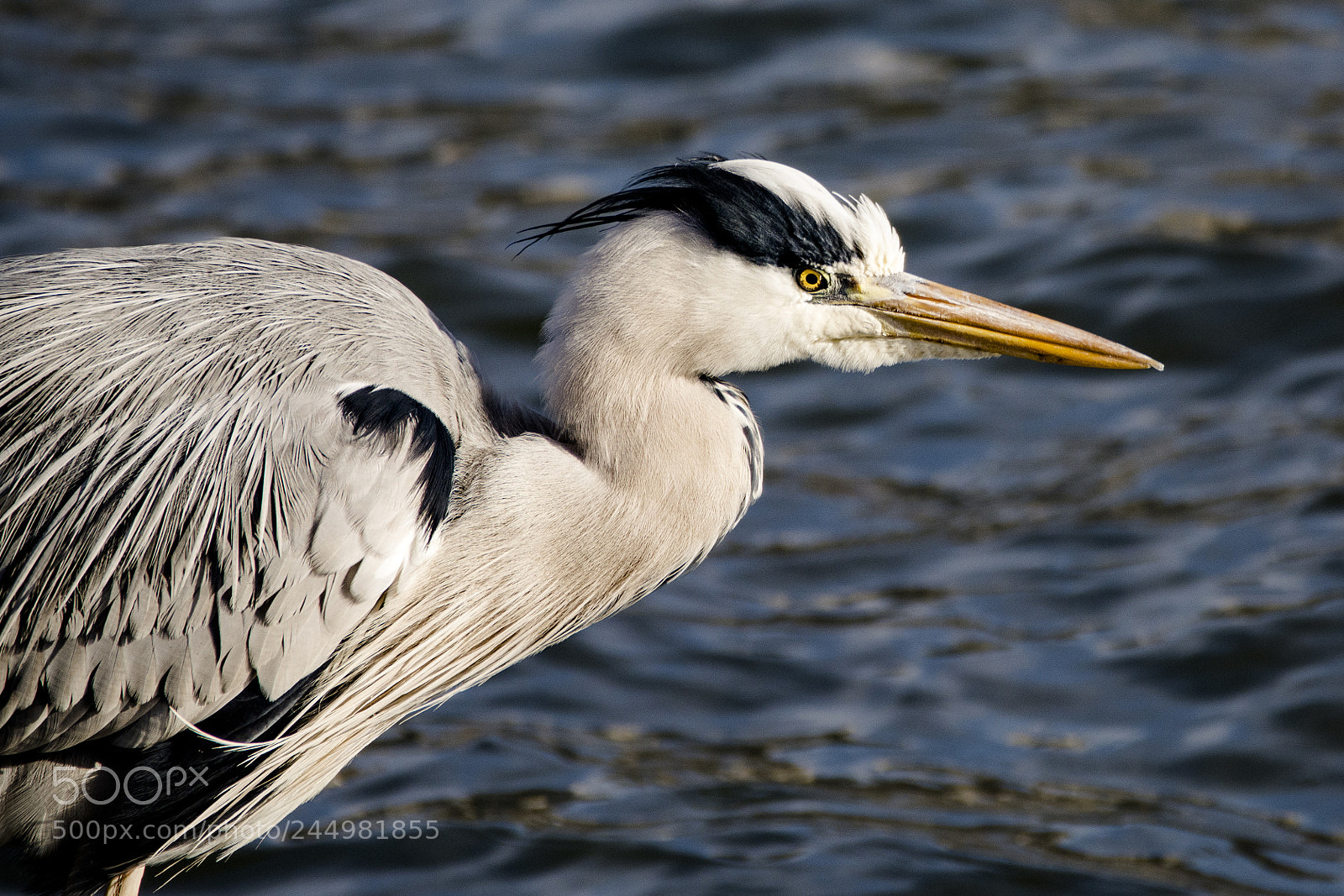 Nikon D7100 sample photo. Garça-real (ardea cinerea) photography
