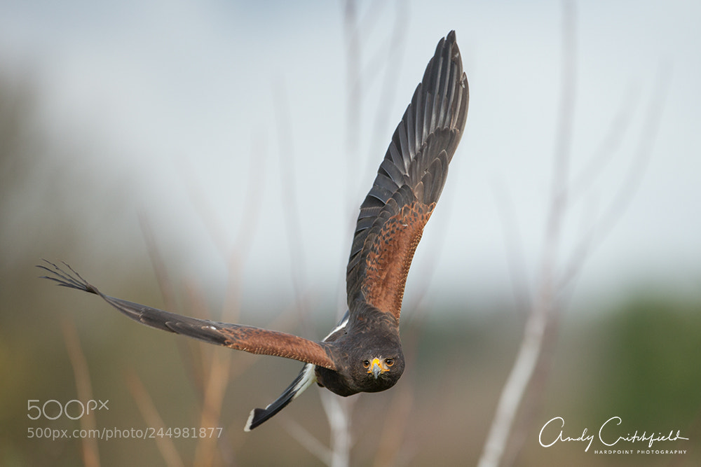 Canon EOS-1D X sample photo. Harris hawk photography