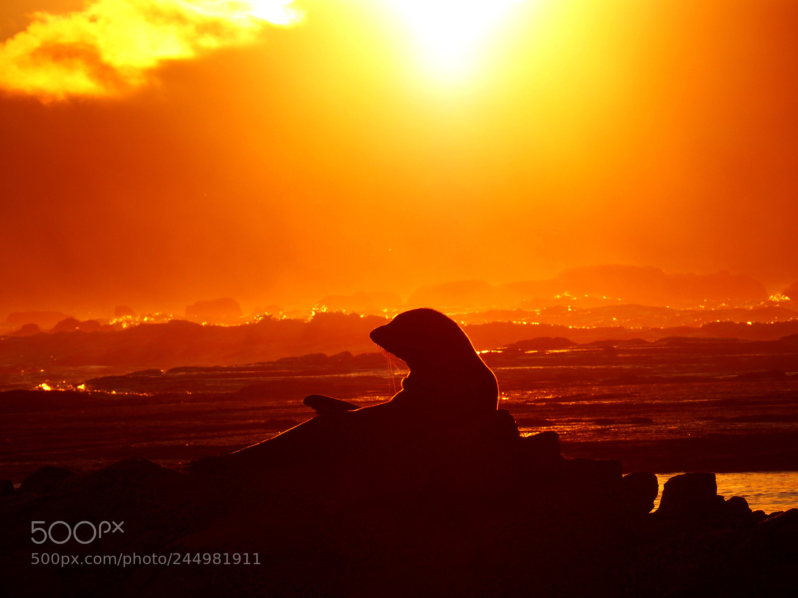 Olympus OM-D E-M10 II sample photo. Sea bear, kaikoura, new photography