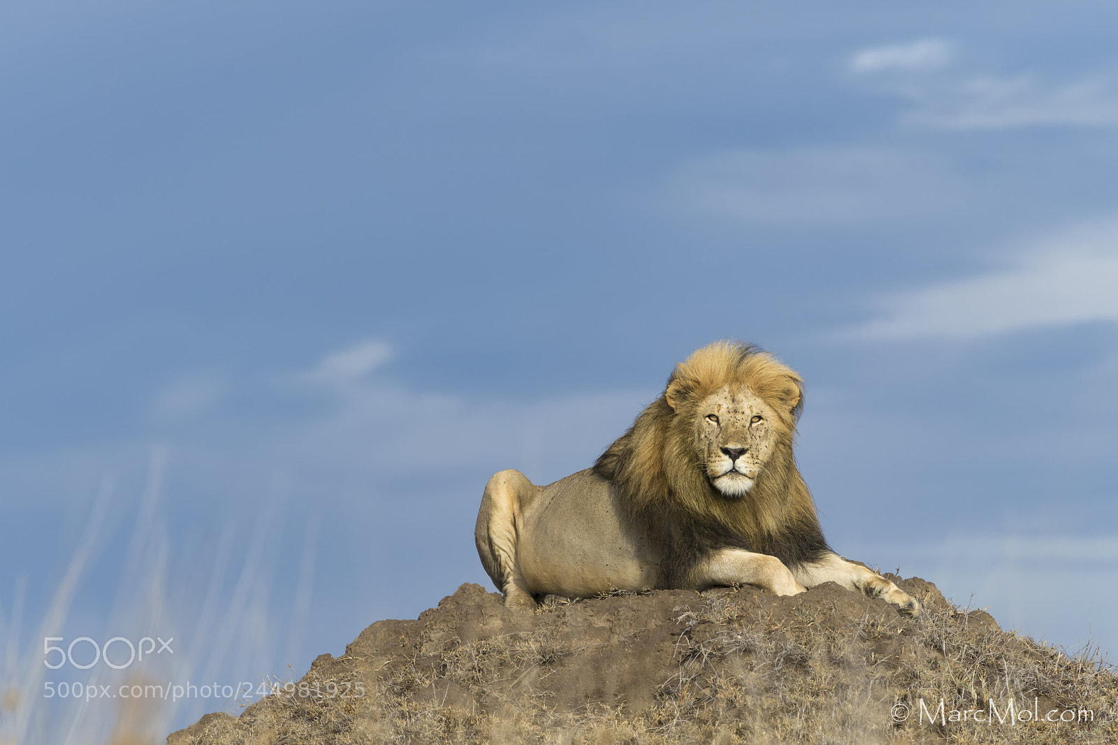 Nikon D850 sample photo. King on the mound photography