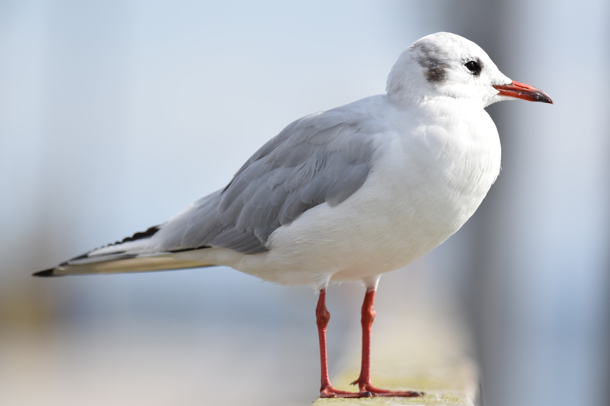 Nikon D5300 + Nikon AF-S Nikkor 300mm F4D ED-IF sample photo. Black-headed gull (chroicocephalus ridibundus) photography