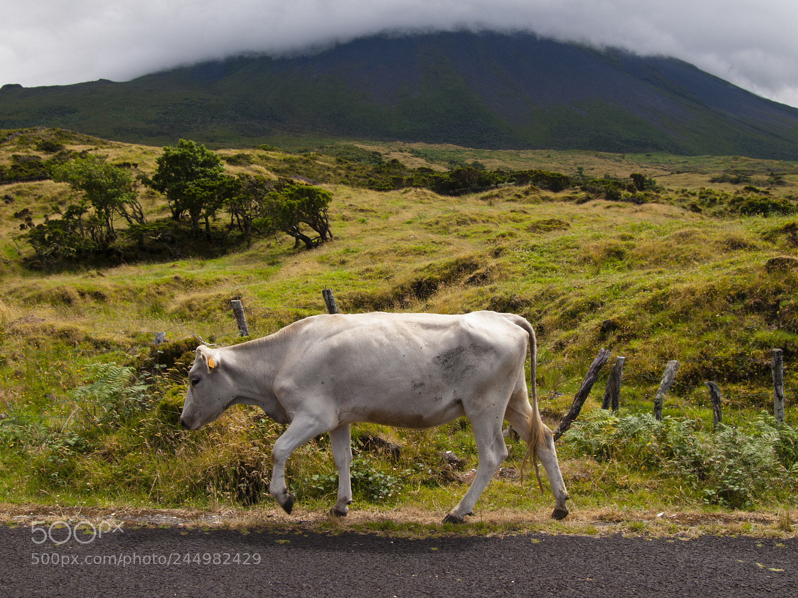 Olympus E-520 (EVOLT E-520) sample photo. Rural landscape of azores photography