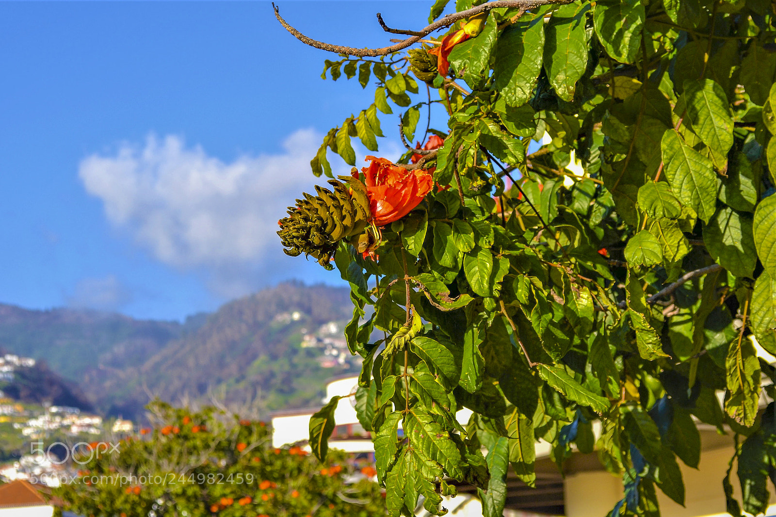 Nikon D3100 sample photo. Funchal, madeira portugal photography