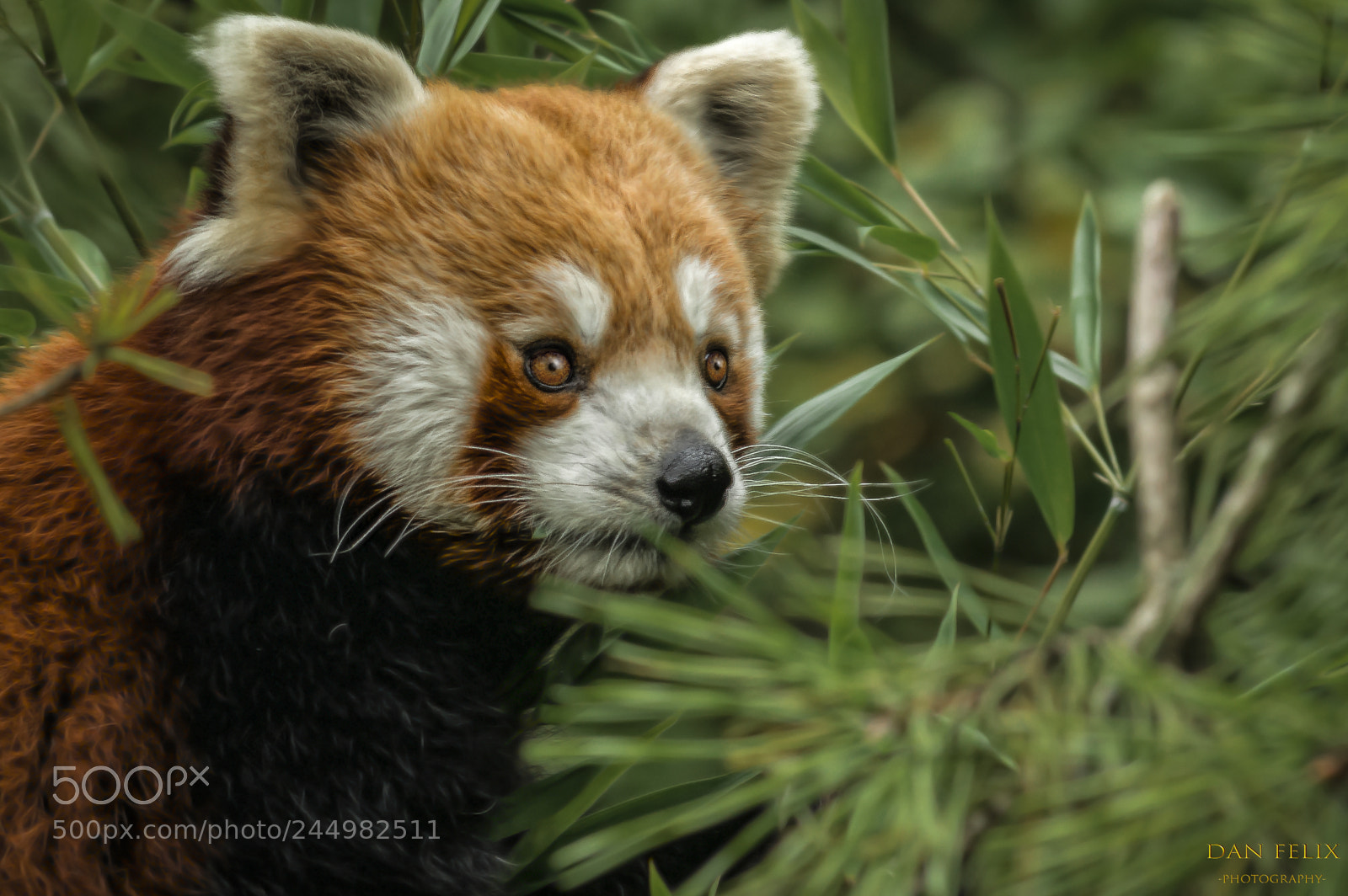 Nikon D800 sample photo. Little panda photography