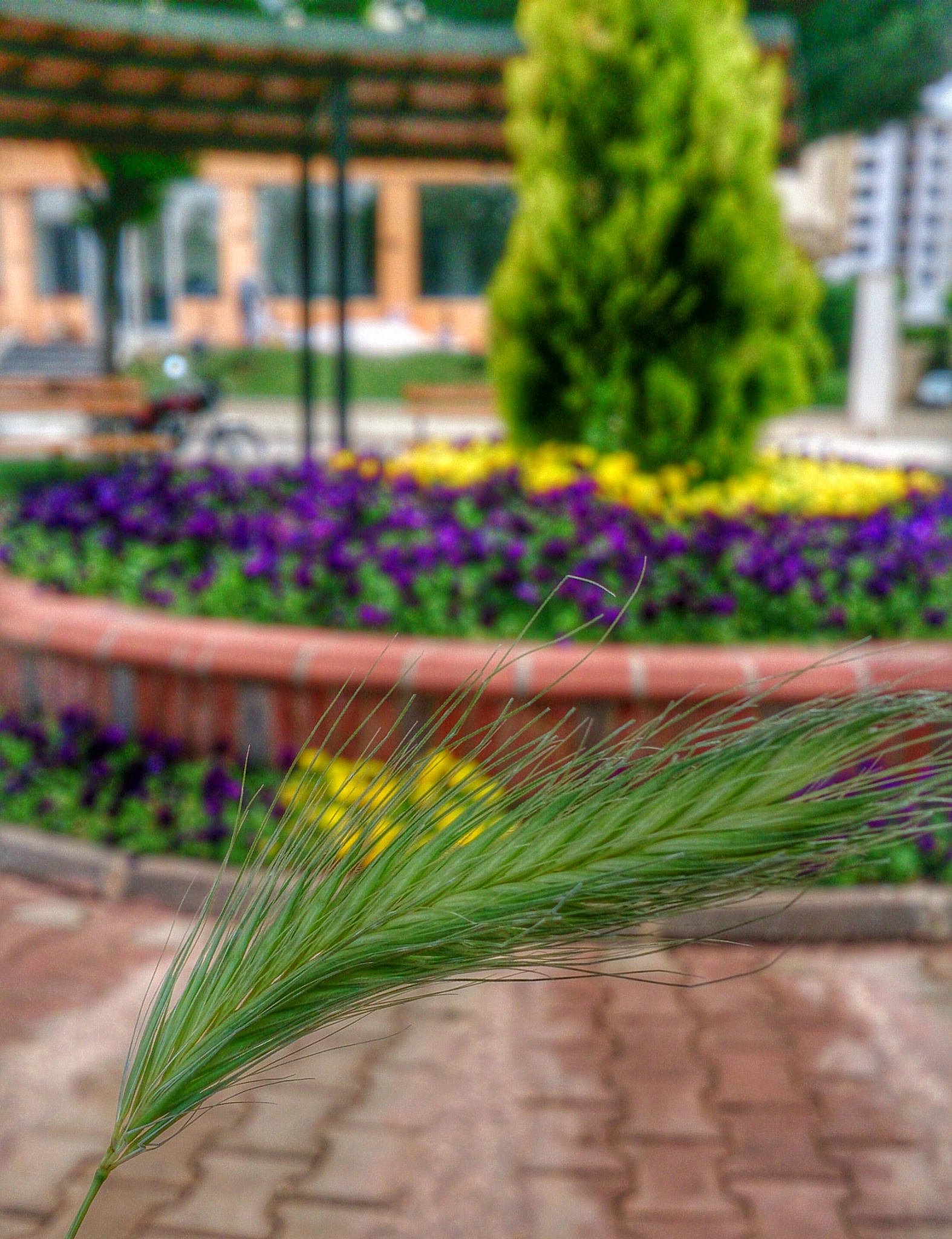 Sony Xperia Z sample photo. Green photography