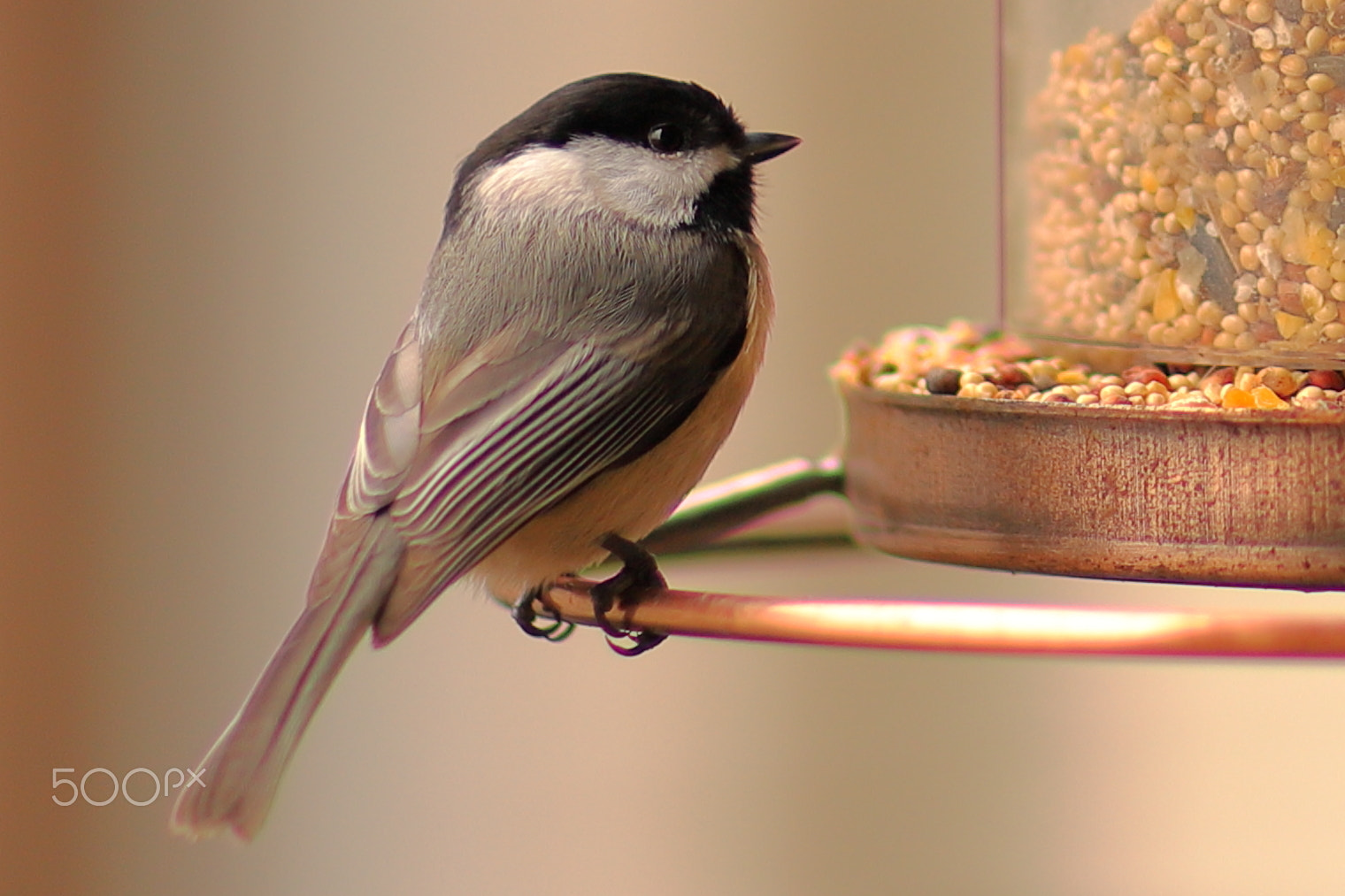 Canon EF 85mm F1.2L II USM sample photo. Black-capped chickadee photography