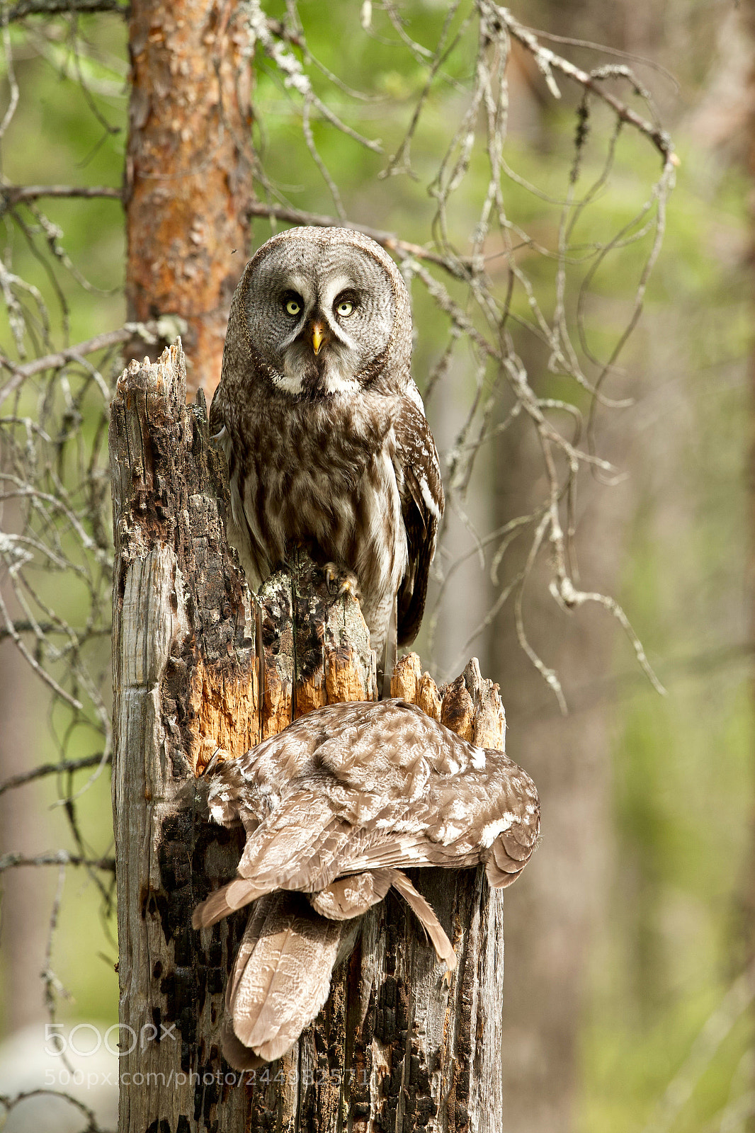Canon EOS-1D X sample photo. Male great grey owl photography