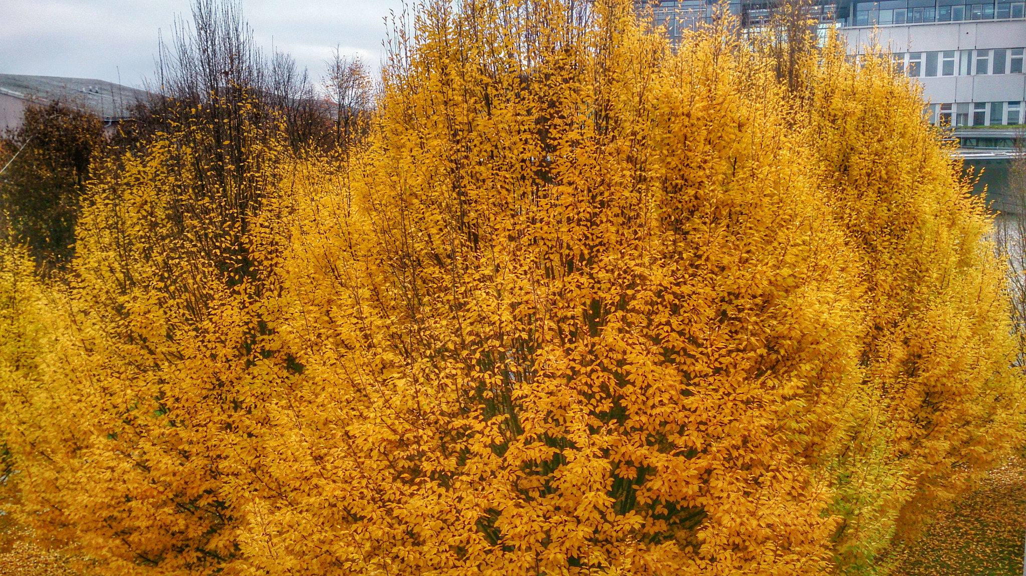 Sony Xperia Z sample photo. Autumn photography