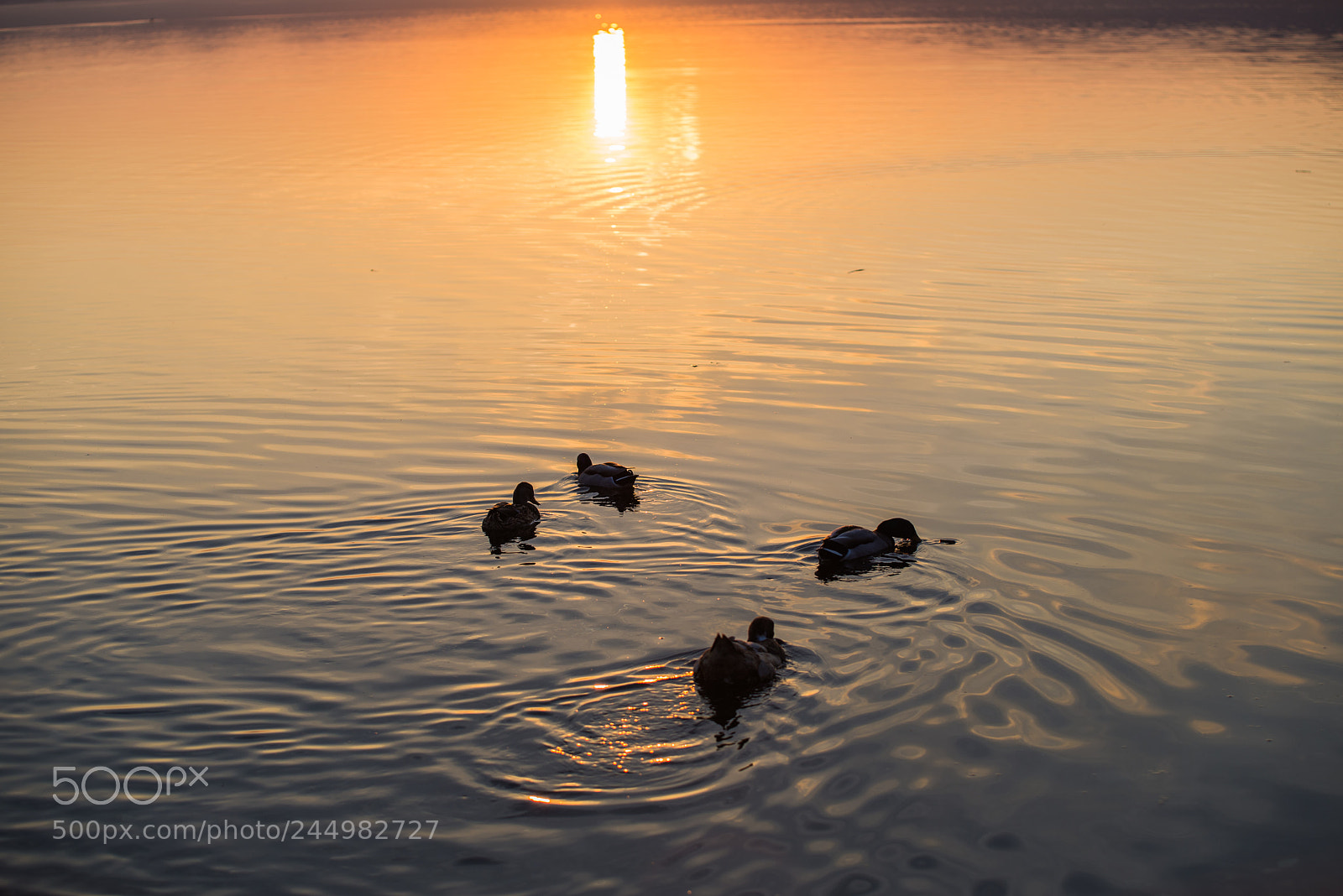 Nikon D610 sample photo. Passeggiata al tramonto photography