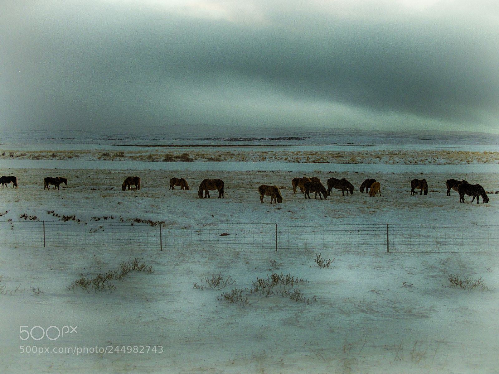 Canon PowerShot G10 sample photo. Iceland: icelandic horses photography