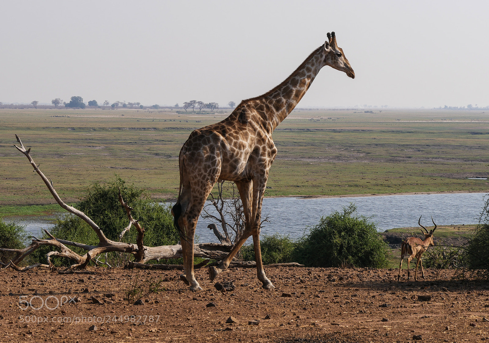 Panasonic DMC-G70 sample photo. Giraffe photography