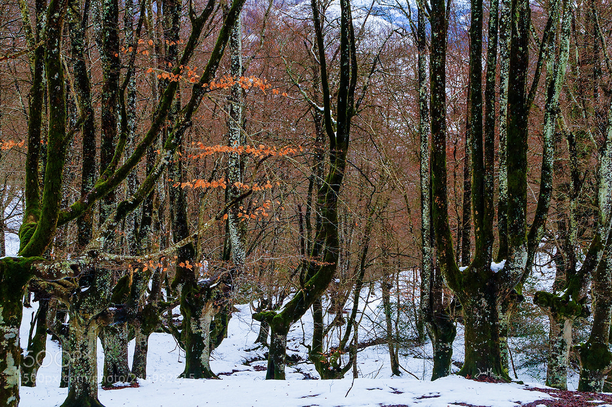 Sony SLT-A58 sample photo. Parque natural de urkiola: photography