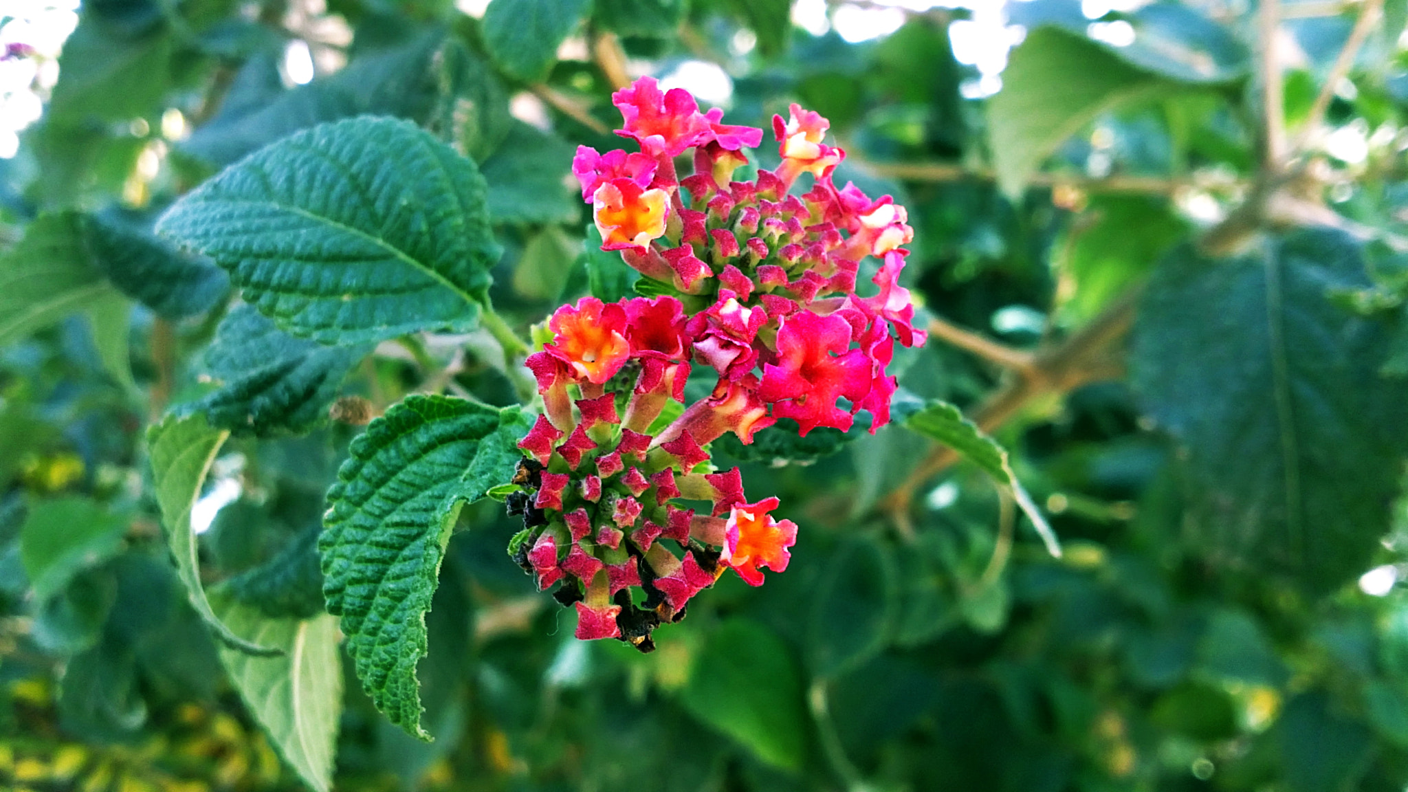 Sony Ericsson U5i sample photo. 2012 photography