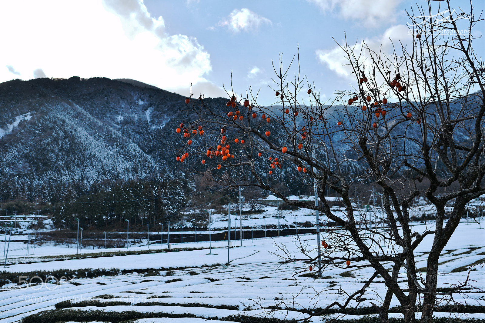 Nikon D850 sample photo. On the snowy field photography