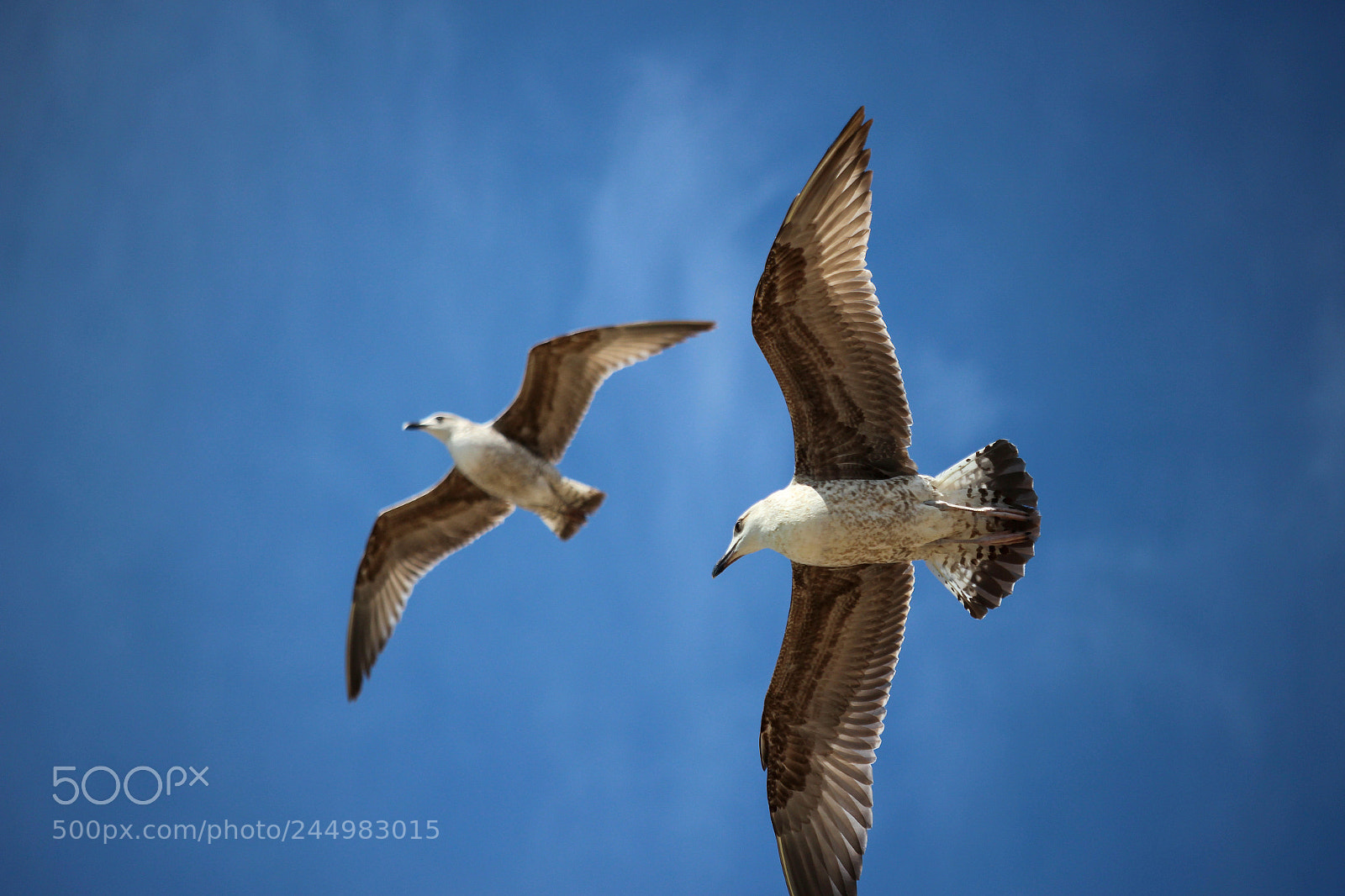 Canon EOS 100D (EOS Rebel SL1 / EOS Kiss X7) sample photo. Seagulls photography