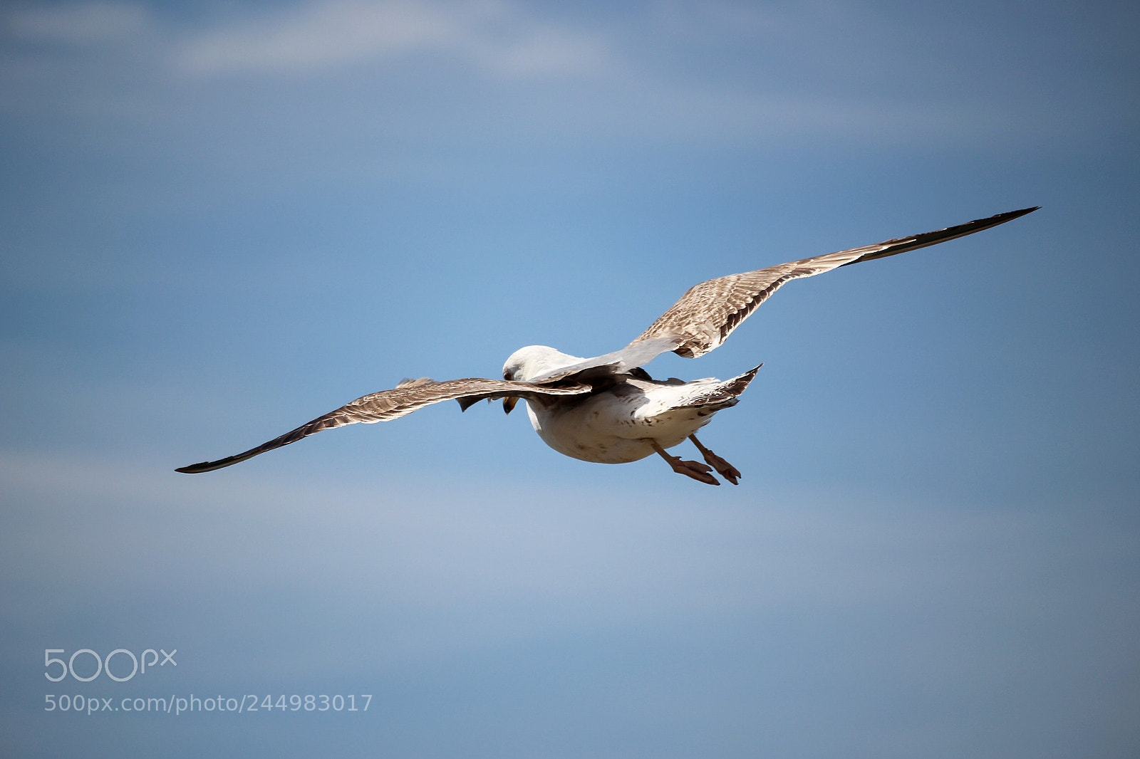 Canon EOS 100D (EOS Rebel SL1 / EOS Kiss X7) sample photo. Seagull photography