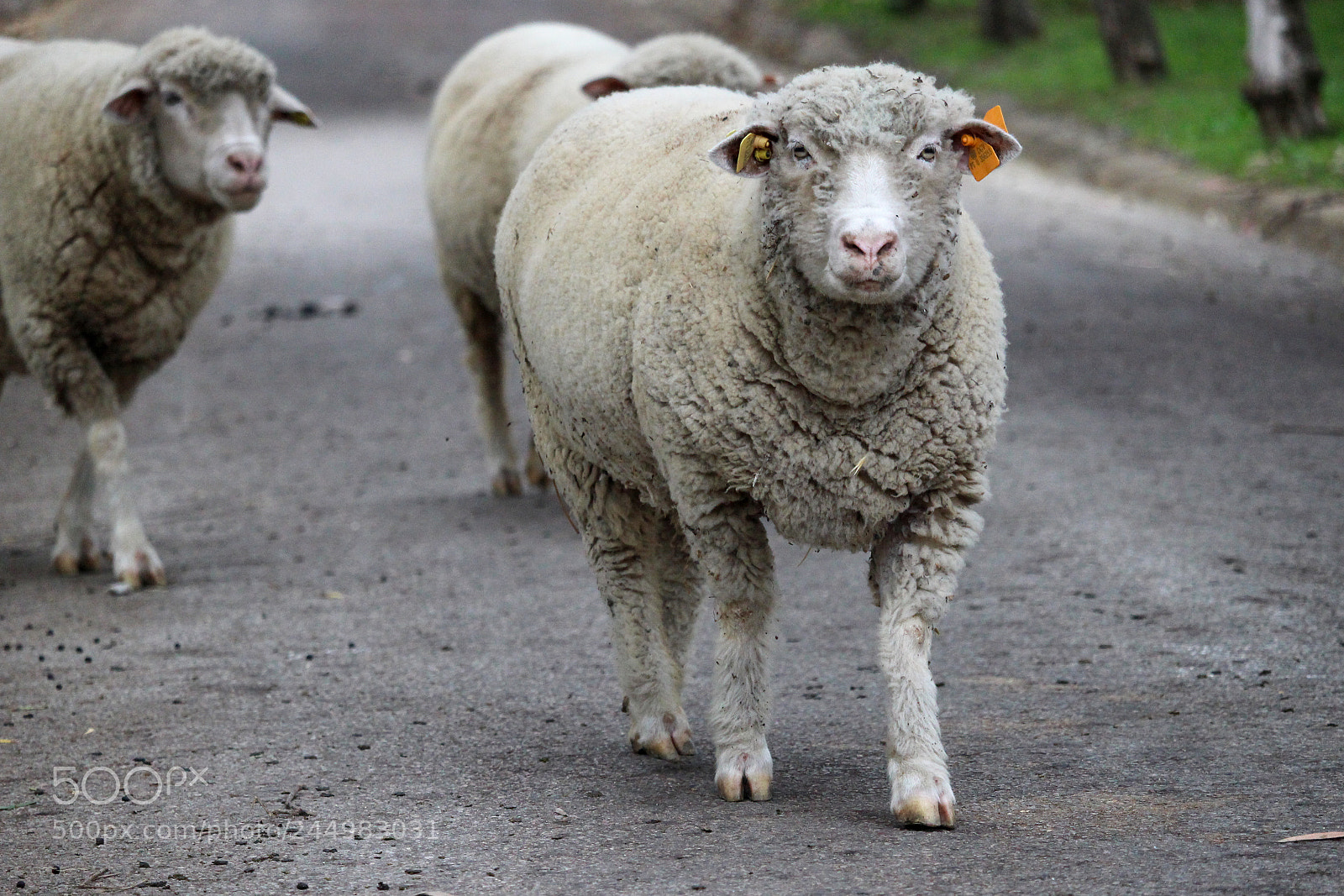 Canon EOS 100D (EOS Rebel SL1 / EOS Kiss X7) sample photo. Sheep photography