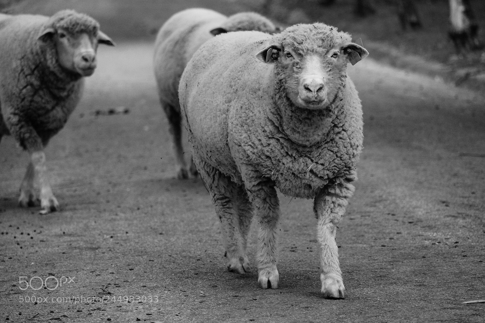 Canon EOS 100D (EOS Rebel SL1 / EOS Kiss X7) sample photo. Sheep _ b&w photography