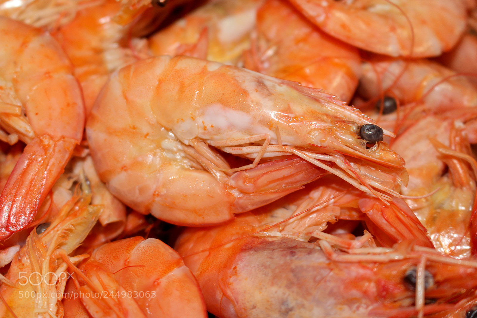Canon EOS 100D (EOS Rebel SL1 / EOS Kiss X7) sample photo. Shrimp photography