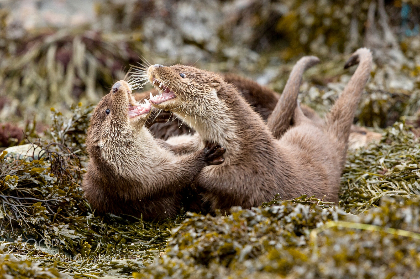Canon EOS-1D X sample photo. Otter cubs play fighting photography