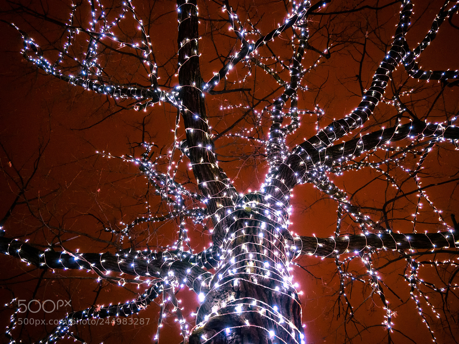 Olympus OM-D E-M10 II sample photo. A dark tree lights photography