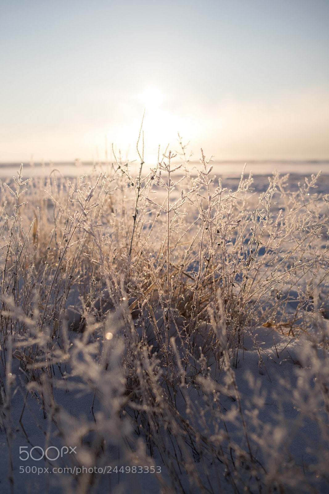 Fujifilm X-T1 sample photo. Sparkle in the morning photography