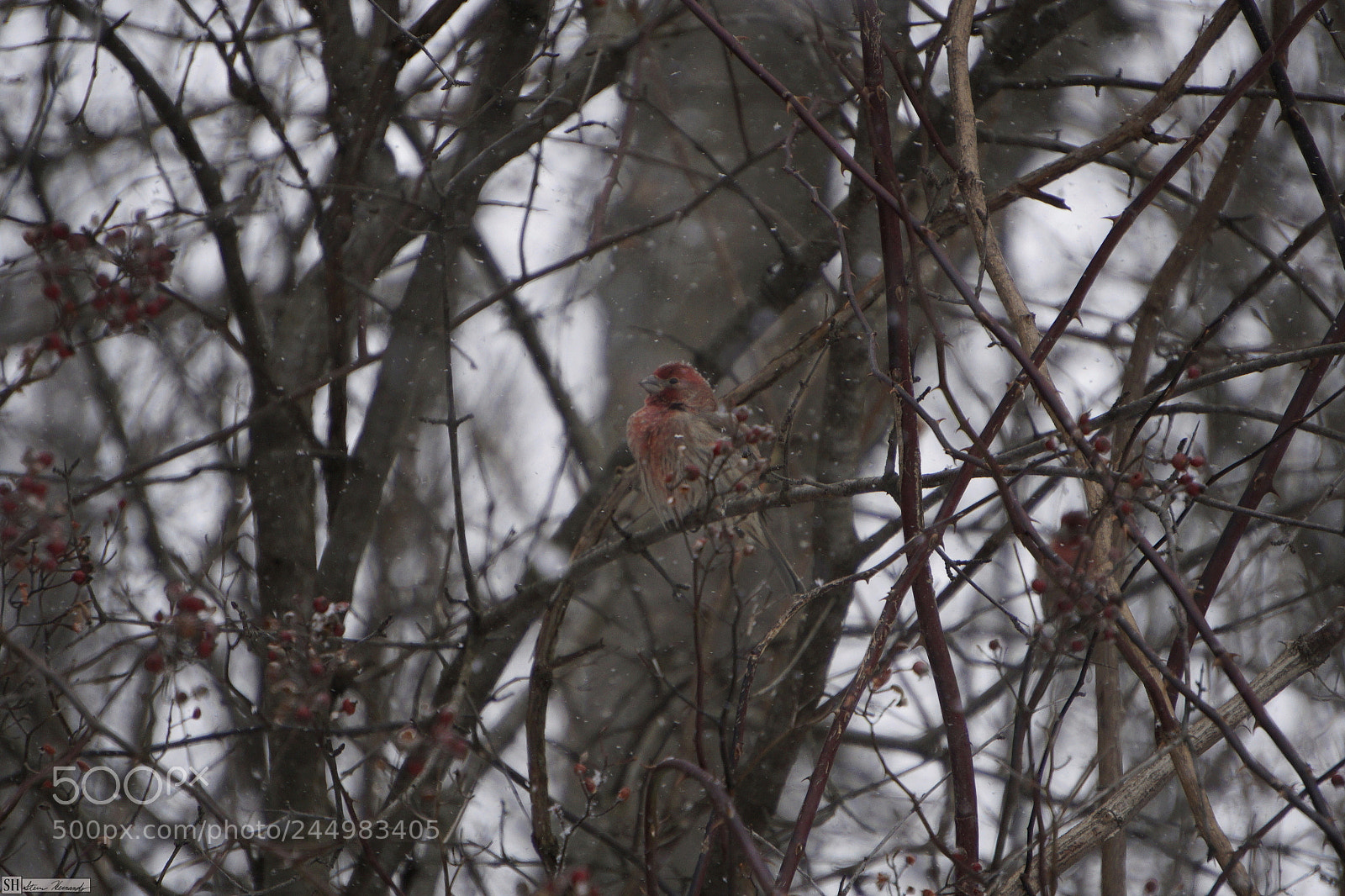 Sony E 55-210mm F4.5-6.3 OSS sample photo. () photography