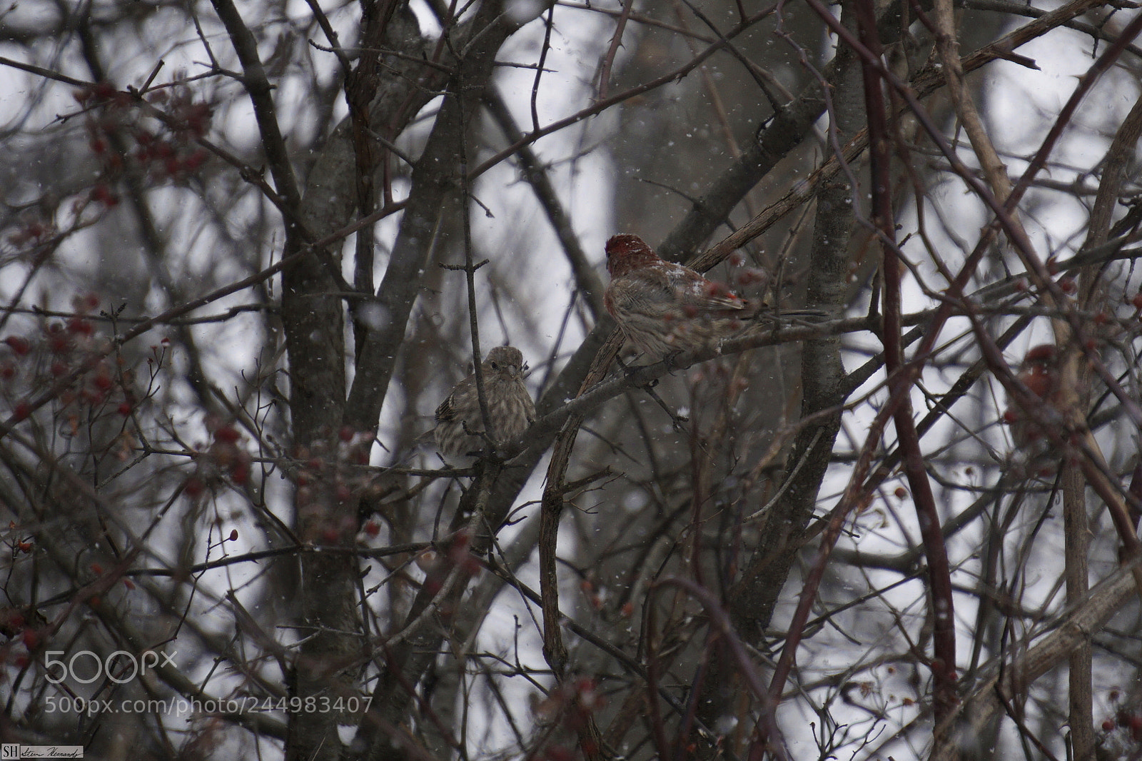 Sony E 55-210mm F4.5-6.3 OSS sample photo. () photography