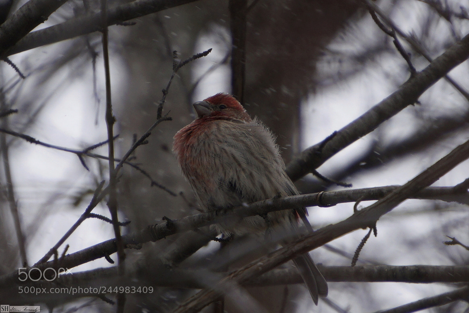 Sony E 55-210mm F4.5-6.3 OSS sample photo. () photography