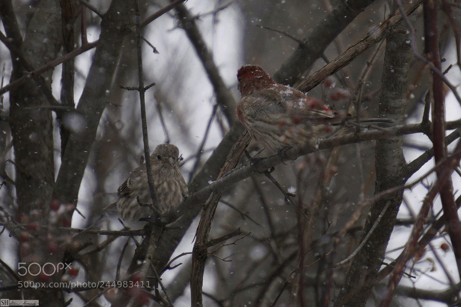 Sony E 55-210mm F4.5-6.3 OSS sample photo. () photography