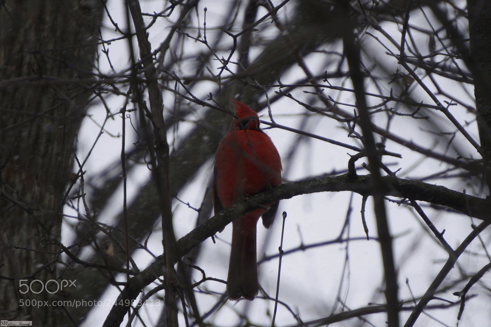 Sony E 55-210mm F4.5-6.3 OSS sample photo. () photography