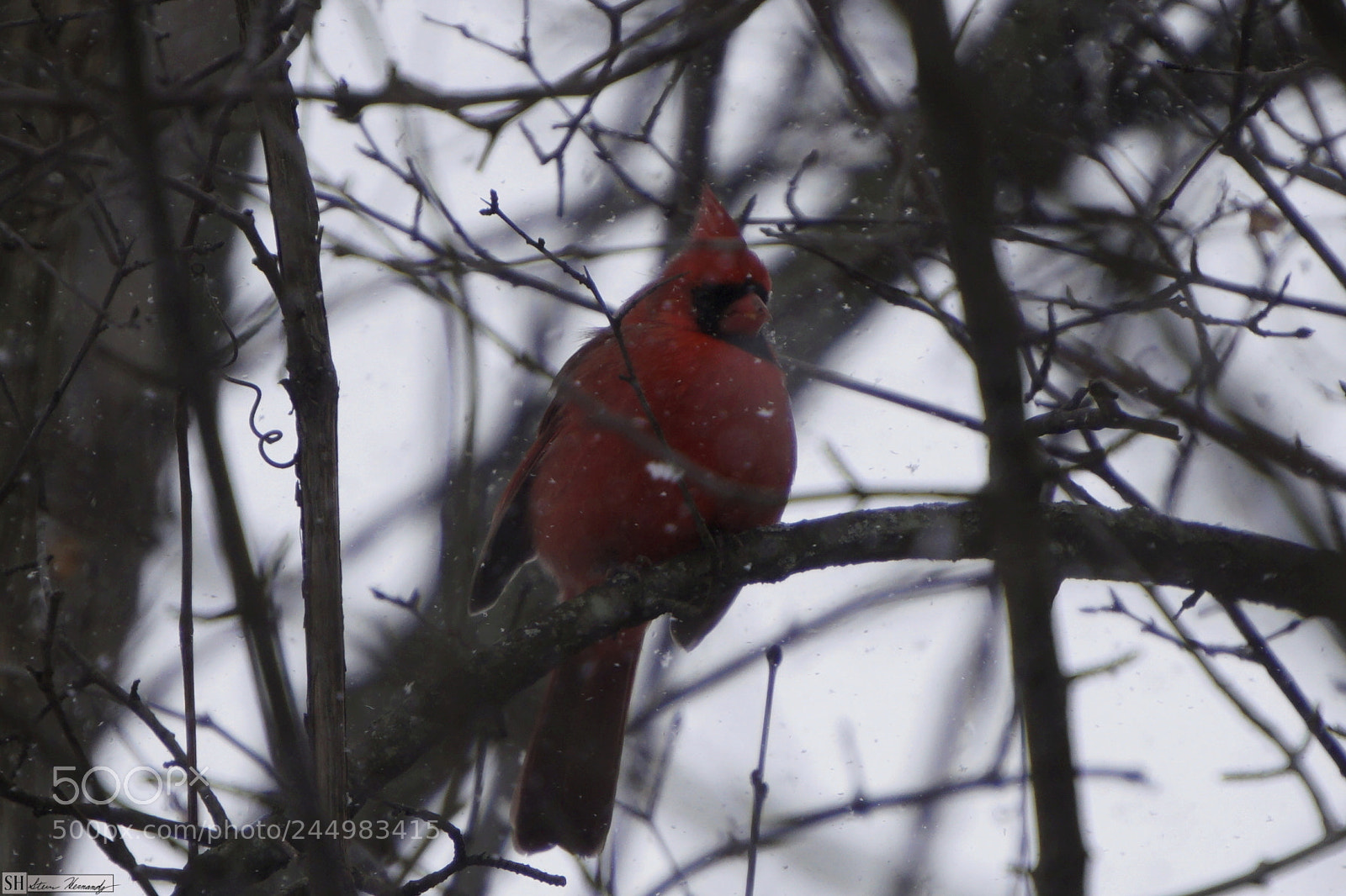 Sony E 55-210mm F4.5-6.3 OSS sample photo. () photography
