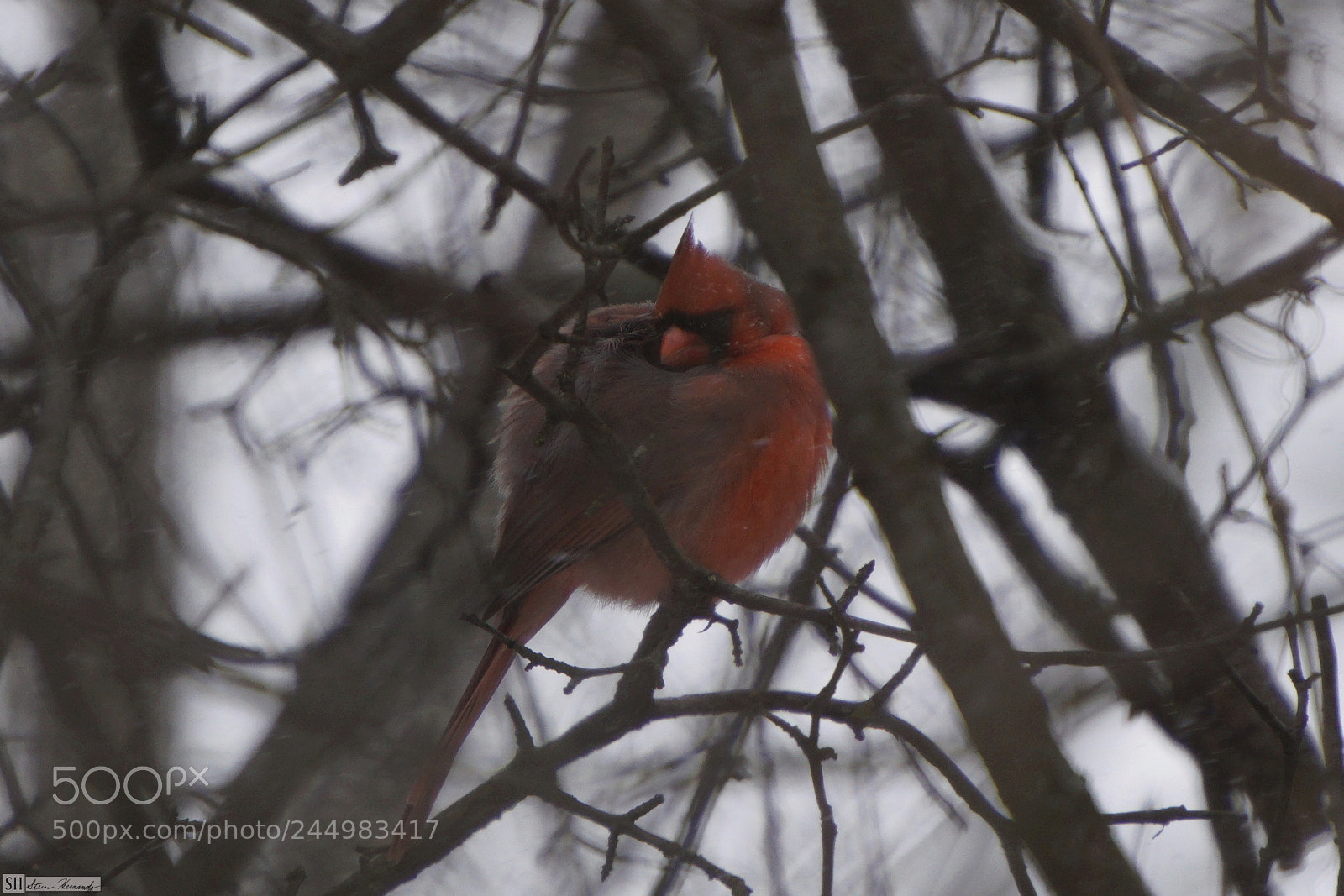 Sony E 55-210mm F4.5-6.3 OSS sample photo. () photography